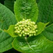 ヒメ日記 2025/05/25 03:10 投稿 けい 人妻美人館