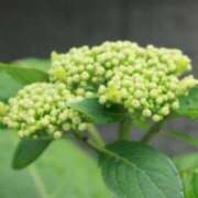 ヒメ日記 2025/05/27 02:07 投稿 けい 人妻美人館