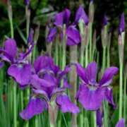 ヒメ日記 2025/05/30 03:09 投稿 けい 人妻美人館