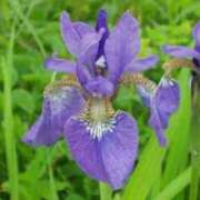 ヒメ日記 2025/05/31 03:07 投稿 けい 人妻美人館