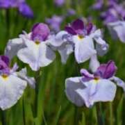 ヒメ日記 2025/06/06 03:09 投稿 けい 人妻美人館