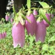 ヒメ日記 2025/06/13 03:09 投稿 けい 人妻美人館