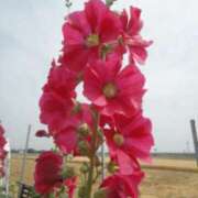 ヒメ日記 2025/06/14 03:07 投稿 けい 人妻美人館