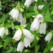 ヒメ日記 2025/06/15 03:09 投稿 けい 人妻美人館