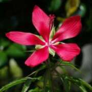 ヒメ日記 2025/06/17 02:06 投稿 けい 人妻美人館