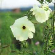 ヒメ日記 2025/06/22 03:11 投稿 けい 人妻美人館