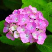 ヒメ日記 2025/06/27 03:11 投稿 けい 人妻美人館