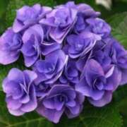 ヒメ日記 2025/06/28 03:09 投稿 けい 人妻美人館