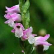 ヒメ日記 2025/06/29 03:07 投稿 けい 人妻美人館