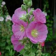 ヒメ日記 2025/07/01 02:09 投稿 けい 人妻美人館