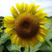 ヒメ日記 2025/07/13 03:07 投稿 けい 人妻美人館