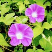 ヒメ日記 2025/07/25 03:12 投稿 けい 人妻美人館