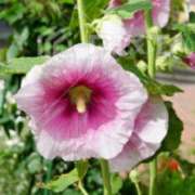 ヒメ日記 2025/07/26 03:09 投稿 けい 人妻美人館