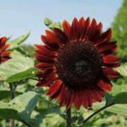 ヒメ日記 2025/07/29 02:09 投稿 けい 人妻美人館