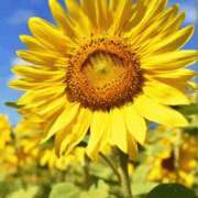 ヒメ日記 2025/08/02 03:09 投稿 けい 人妻美人館