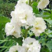 ヒメ日記 2025/08/03 03:07 投稿 けい 人妻美人館