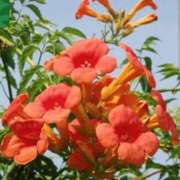 ヒメ日記 2025/08/05 02:08 投稿 けい 人妻美人館