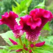 ヒメ日記 2025/08/08 03:08 投稿 けい 人妻美人館