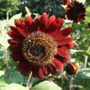 ヒメ日記 2025/08/17 03:09 投稿 けい 人妻美人館