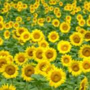 ヒメ日記 2025/08/19 02:07 投稿 けい 人妻美人館