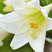 ヒメ日記 2025/08/29 03:10 投稿 けい 人妻美人館