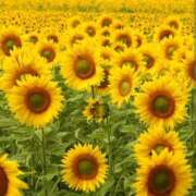 ヒメ日記 2025/08/31 03:06 投稿 けい 人妻美人館