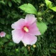 ヒメ日記 2025/09/06 03:10 投稿 けい 人妻美人館