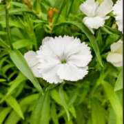 ヒメ日記 2025/09/20 03:08 投稿 けい 人妻美人館