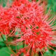 ヒメ日記 2025/09/27 03:08 投稿 けい 人妻美人館