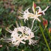 ヒメ日記 2025/10/03 03:10 投稿 けい 人妻美人館