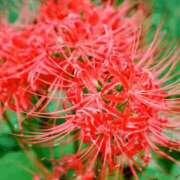 ヒメ日記 2025/10/04 03:07 投稿 けい 人妻美人館