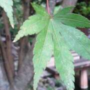 ヒメ日記 2025/10/07 02:06 投稿 けい 人妻美人館