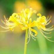 ヒメ日記 2025/10/11 03:07 投稿 けい 人妻美人館