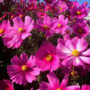 ヒメ日記 2025/10/12 03:08 投稿 けい 人妻美人館