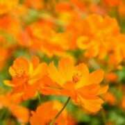 ヒメ日記 2025/10/14 02:10 投稿 けい 人妻美人館