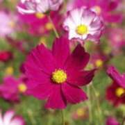 ヒメ日記 2025/10/18 03:08 投稿 けい 人妻美人館