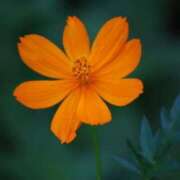 ヒメ日記 2025/10/19 03:09 投稿 けい 人妻美人館