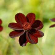 ヒメ日記 2025/10/28 02:07 投稿 けい 人妻美人館