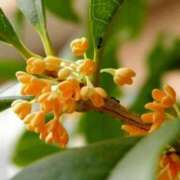 ヒメ日記 2025/10/31 03:07 投稿 けい 人妻美人館