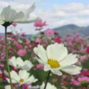 ヒメ日記 2025/11/02 03:08 投稿 けい 人妻美人館