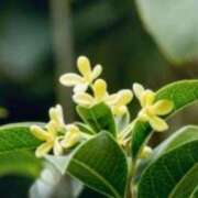 ヒメ日記 2025/11/07 03:09 投稿 けい 人妻美人館