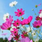 ヒメ日記 2025/11/09 03:11 投稿 けい 人妻美人館