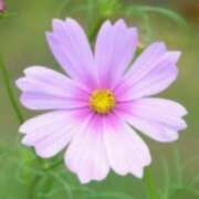 ヒメ日記 2025/11/11 02:11 投稿 けい 人妻美人館