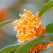 ヒメ日記 2025/11/14 03:08 投稿 けい 人妻美人館