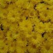 ヒメ日記 2025/11/15 03:10 投稿 けい 人妻美人館