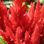 ヒメ日記 2025/11/18 02:10 投稿 けい 人妻美人館