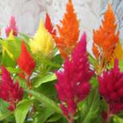 ヒメ日記 2025/11/21 03:07 投稿 けい 人妻美人館