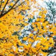 ヒメ日記 2025/11/28 03:07 投稿 けい 人妻美人館