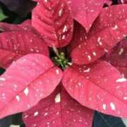 けい 有り難う御座いました 人妻美人館