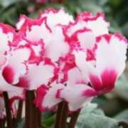 ヒメ日記 2025/12/07 03:08 投稿 けい 人妻美人館